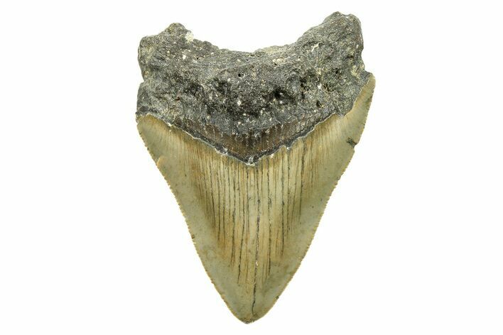 Serrated, Fossil Megalodon Tooth - North Carolina #294481